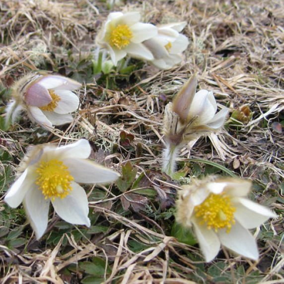 Bukkeblomme-Mogopfirk